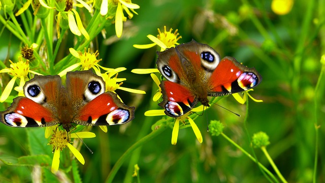 dva motýli